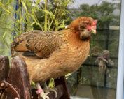 FRL Schmitz IGP Schulhuhn